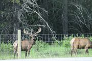 14 - Bow Lake  - IMG_0871